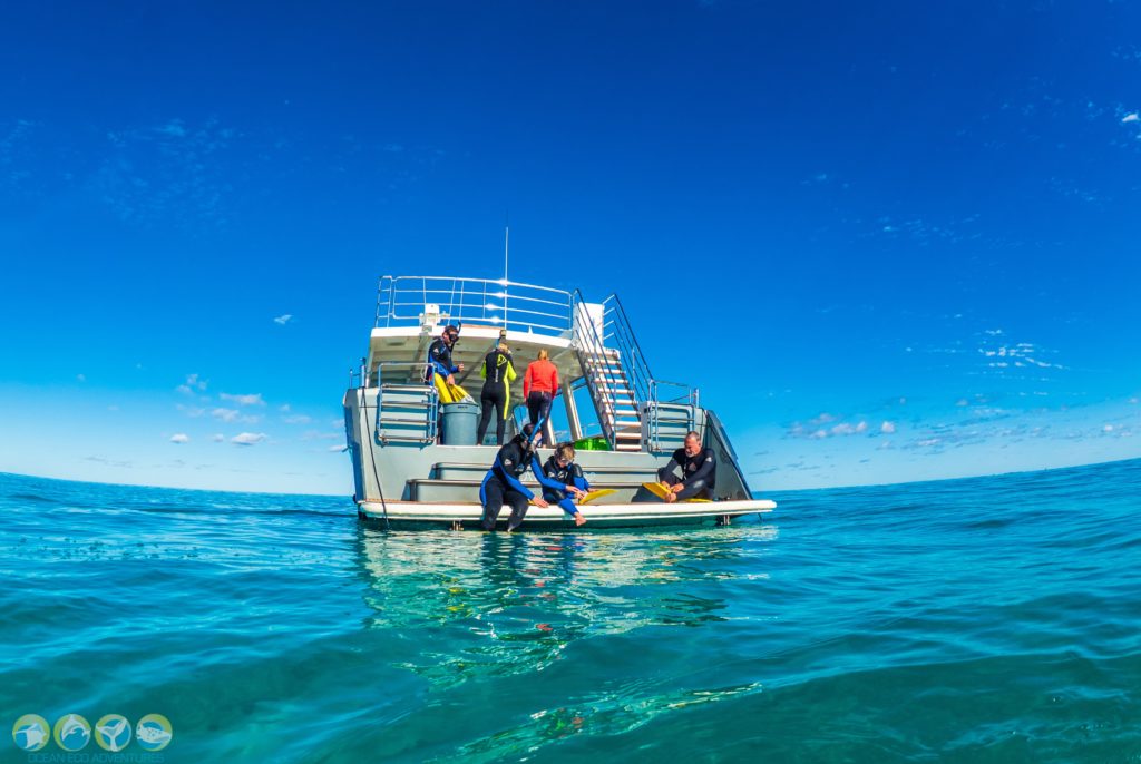 catamaran whale shark tour exmouth